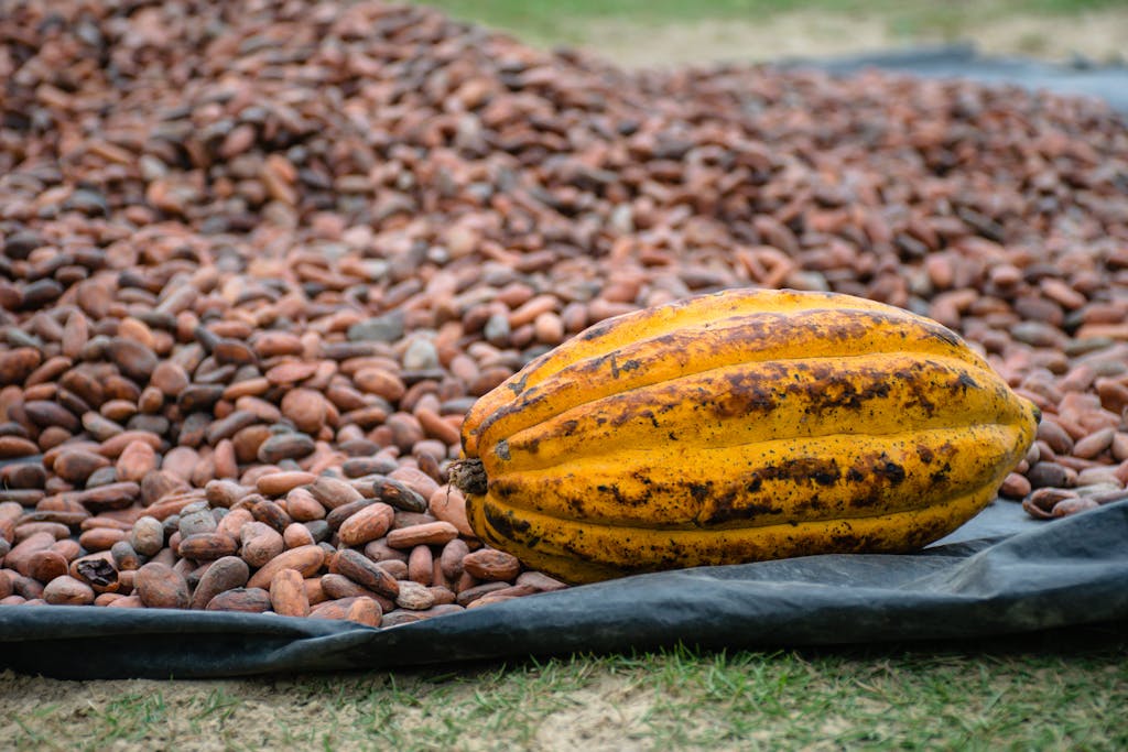 Illumina Cacao öffnet und aktiviert dein Herz, damit du dein inneres Leuchten spüren kannst und dein Zentrum und Zuhause in dir finden kannst.