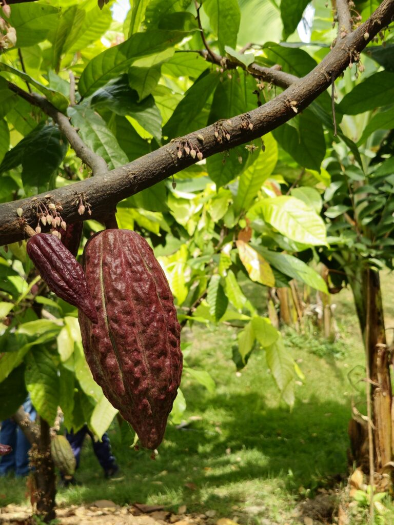 So unterstütz illumina cacao die Natur und Umwelt