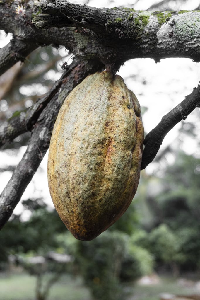 Cacao Frucht am Stamm