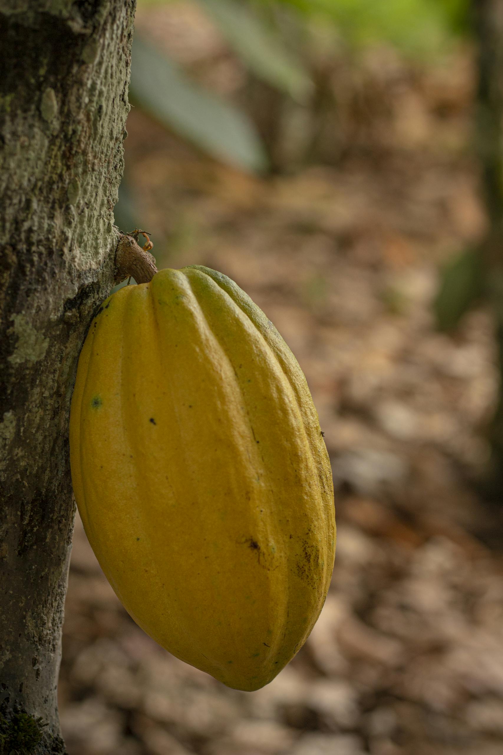 Hier erfährst du, wie du den Cacao bestellen kannst