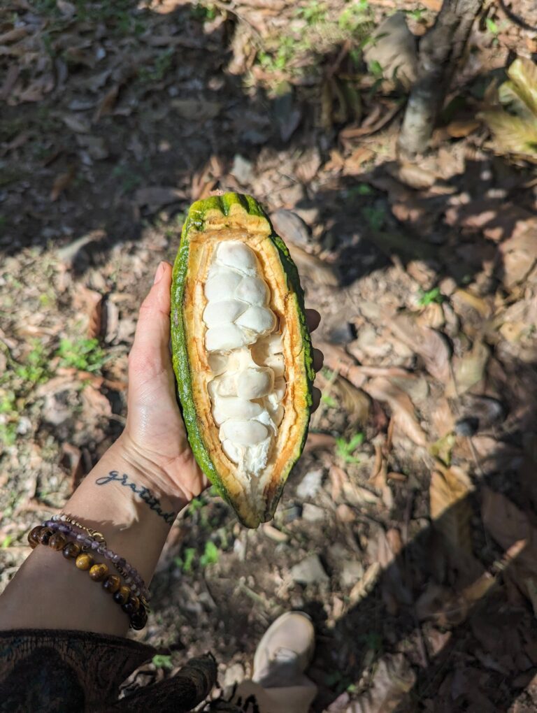 Woher kommt eigentlich der Chuncho Cacao?